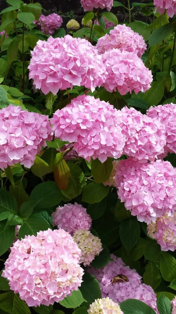 Hydrangea_Flower_Plant_Bey_Colour_2