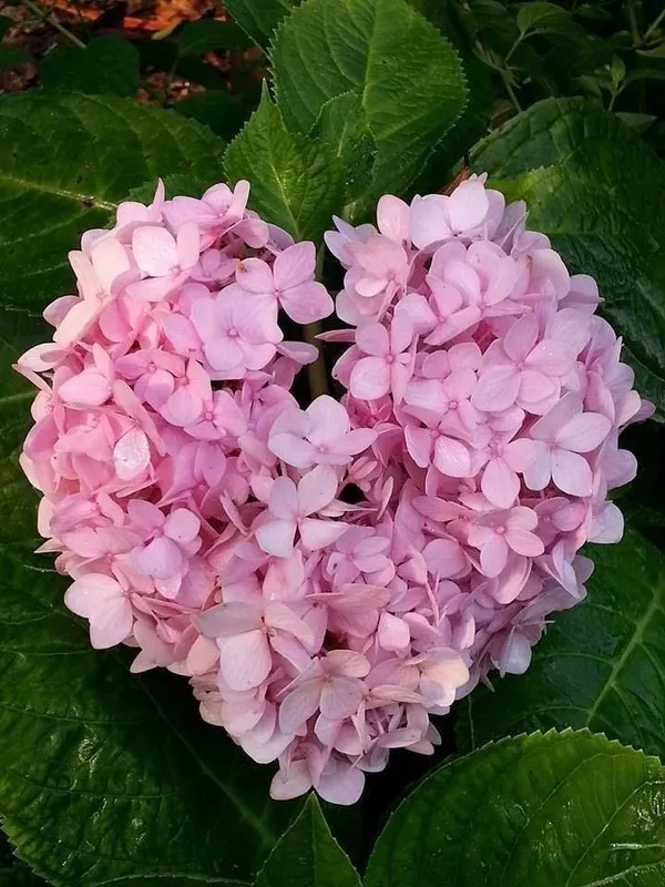 Hydrangea_Flower_Plant_Bey_Colour_2