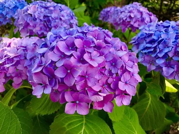 Hydrangea_Flower_Plant_Bey_Colour_3