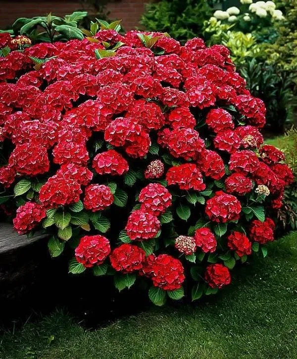 Hydrangea_Flower_Plant_Red_Colour_(Pack_Of_1)