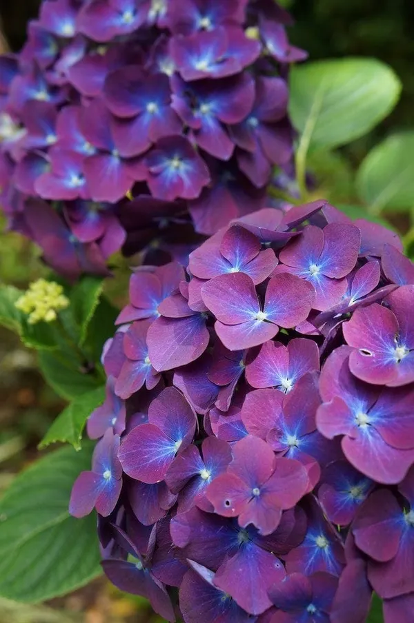 Hydrangea_Flower_Plant_Bey_Colour_6