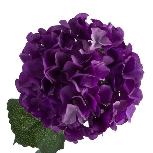 Hydrangea_Flower_Plant_(1.5-3_Feet_Height_Pack_Of_1)