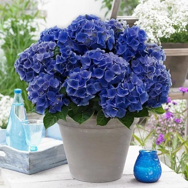 Hydrangea_Flower_Plant_(1.5-2_Feet_Height_Pack_Of_1)