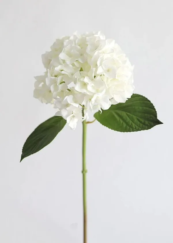 Hydrangea_Flower_Plant_Bey_Colour_(1.5-2_Feet_Height_Pack_Of_1)
