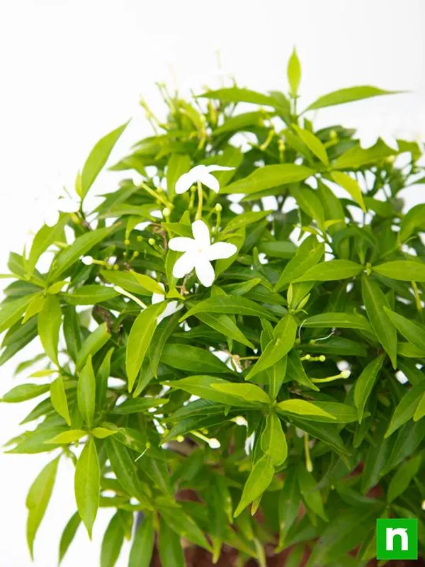 Scented_Togor_Outdoor_Flowering_Plant