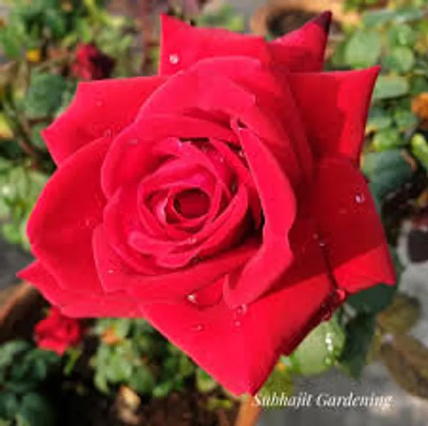 Madgod_Rose_Plant