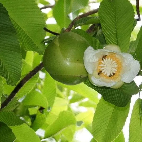 Chalta_,Dillenia_Indica,_Elephant_Apple_Organic_Fruit_Plant