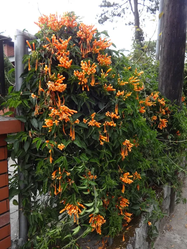 Flamevine_Flowere_Plant
