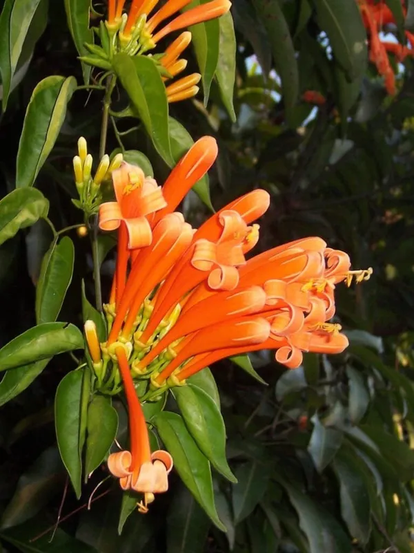 Flamevine_Flowere_Plant