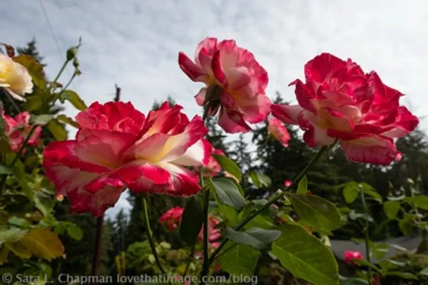 Double_Delight_Rose