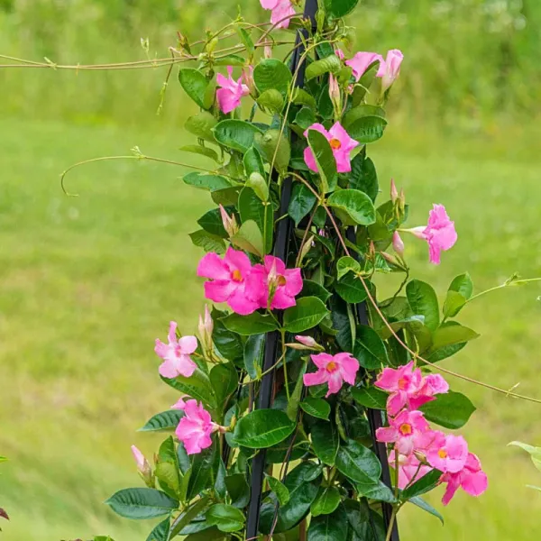 Pink_Mandevilla_Plant