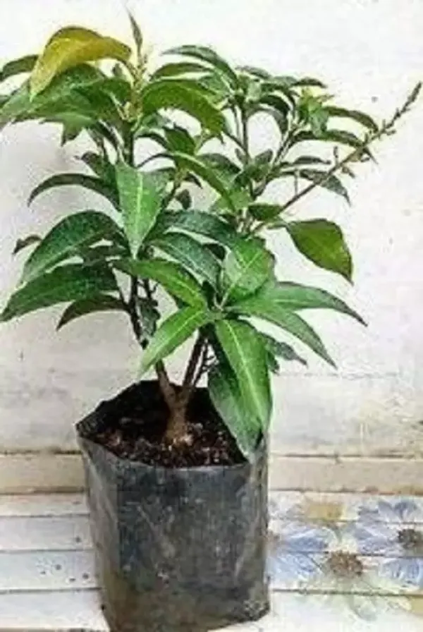 Thai_All_Time_Mango_Fruit_Plant_&_Tree_(1.5-3.5_Ft_Height)_For_Home_Gardening_12_Month_Hybrid_Mango_Plant