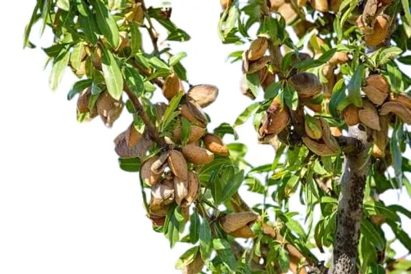 Almond_Grafted_Outdoor_Fruit_Plant