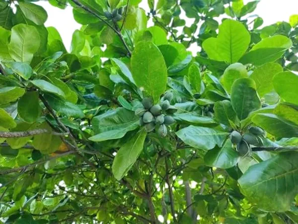 Almond_Grafted_Outdoor_Fruit_Plant