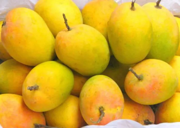 Alphonso_Hybrid_Mango_Fruit_Plant_(Pack_Of_1)