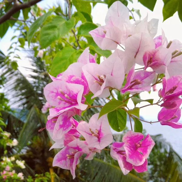 Imperial_Thai_Delight_Bougainvillea_1.5-3.5_Ft_Flowering_Plant_(Pack_Of_1)