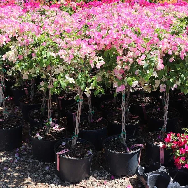 Imperial_Thai_Delight_Bougainvillea_1.5-3.5_Ft_Flowering_Plant_(Pack_Of_1)