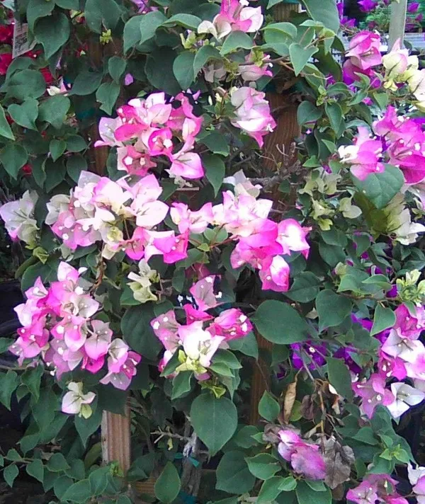 Imperial_Thai_Delight_Bougainvillea_1.5-3.5_Ft_Flowering_Plant_(Pack_Of_1)