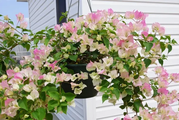 Imperial_Thai_Delight_Bougainvillea_1.5-3.5_Ft_Flowering_Plant_(Pack_Of_1)