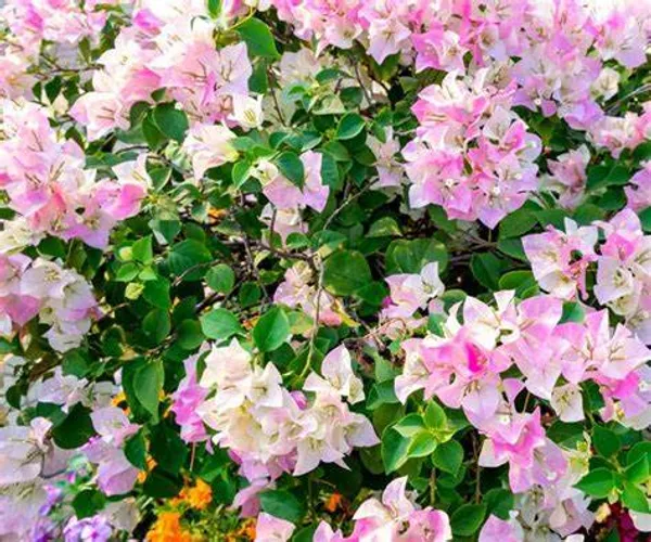 Imperial_Thai_Delight_Bougainvillea_1.5-3.5_Ft_Flowering_Plant_(Pack_Of_1)