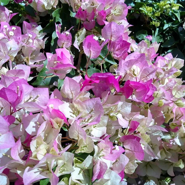Imperial_Thai_Delight_Bougainvillea_1.5-3.5_Ft_Flowering_Plant_(Pack_Of_1)
