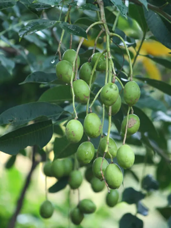 Indian_12_Month_Hybrid_Amra/Hog_Plum/Spondias_Mombin_(Grafted)_Fruit_Plant_(Pack_Of_1)