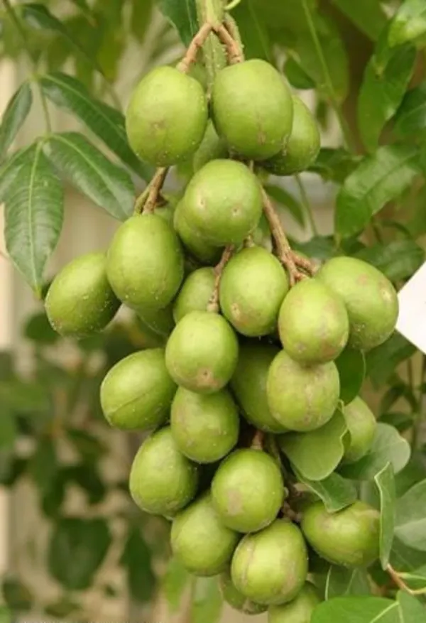 Indian_12_Month_Hybrid_Amra/Hog_Plum/Spondias_Mombin_(Grafted)_Fruit_Plant_(Pack_Of_1)