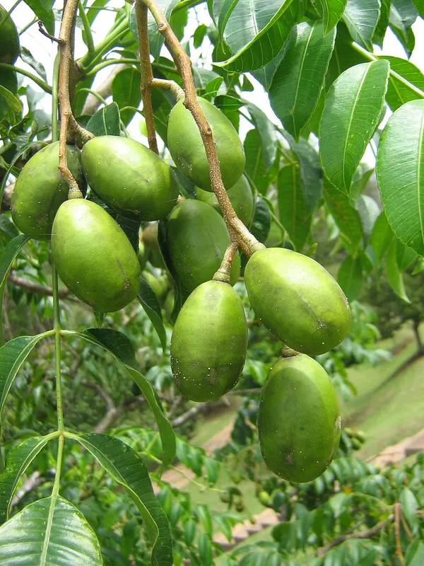 Indian_12_Month_Hybrid_Amra/Hog_Plum/Spondias_Mombin_(Grafted)_Fruit_Plant_(Pack_Of_1)