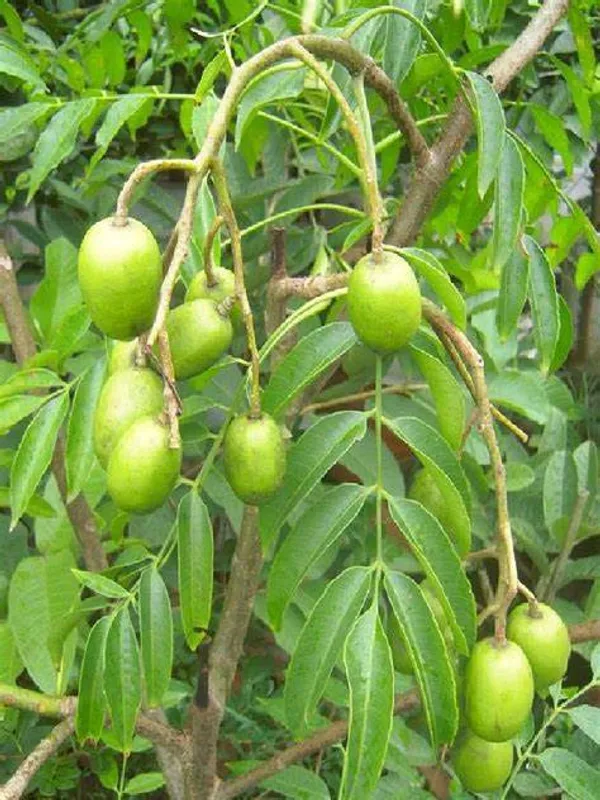 Indian_12_Month_Hybrid_Amra/Hog_Plum/Spondias_Mombin_(Grafted)_Fruit_Plant_(Pack_Of_1)