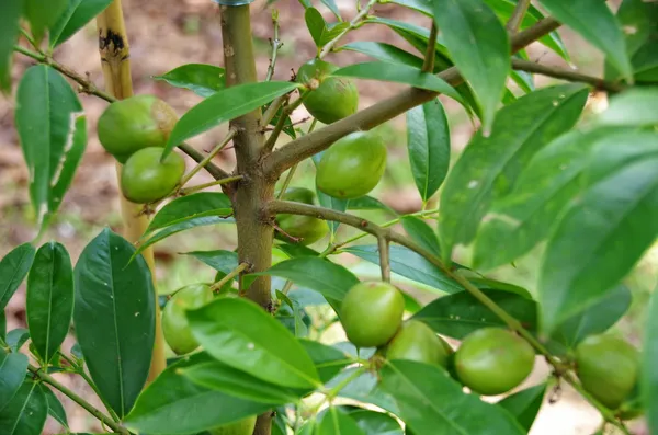 Indian_12_Month_Hybrid_Amra/Hog_Plum/Spondias_Mombin_(Grafted)_Fruit_Plant_(Pack_Of_1)