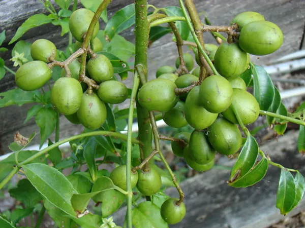 Indian_12_Month_Hybrid_Amra/Hog_Plum/Spondias_Mombin_(Grafted)_Fruit_Plant_(Pack_Of_1)