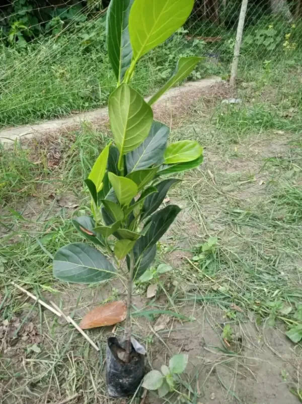 Indian_12_Month_Hybrid_Jackfruit_Plant_(Grafted,_Pack_Of_1)