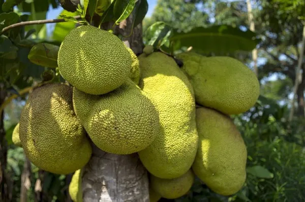 Indian_12_Month_Hybrid_Jackfruit_Plant_(Grafted,_Pack_Of_1)