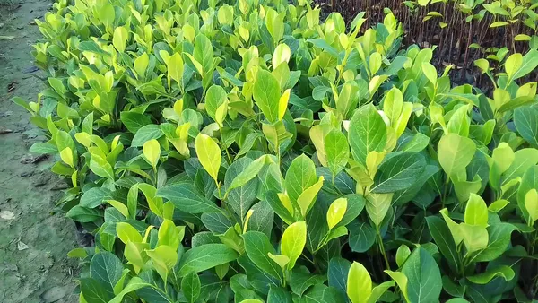 Indian_12_Month_Hybrid_Jackfruit_Plant_(Grafted,_Pack_Of_1)