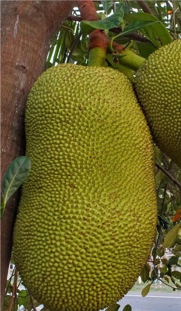 Indian_12_Month_Hybrid_Jackfruit_Plant_(Grafted,_Pack_Of_1)