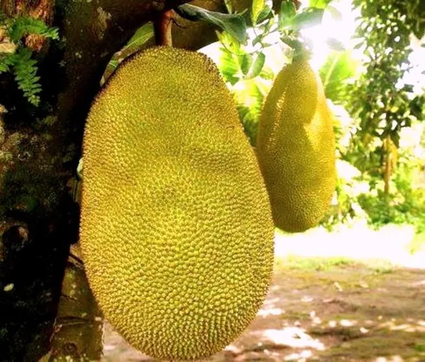 Indian_12_Month_Jackfruit_Plant_(Hybrid,_Pack_Of_1)