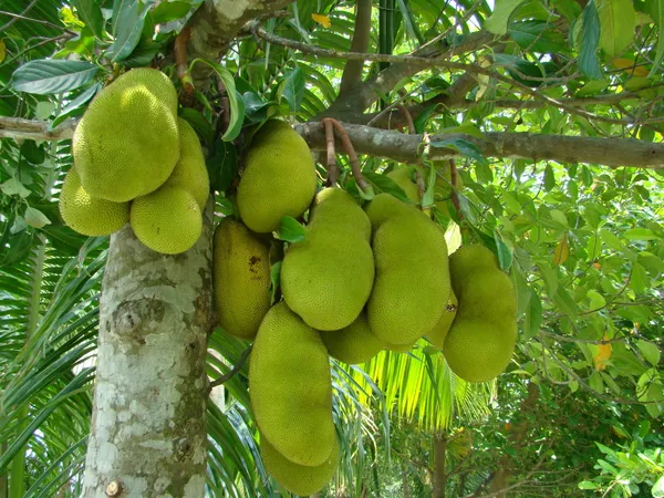 Indian_12_Month_Jackfruit_Plant_(Hybrid,_Pack_Of_1)