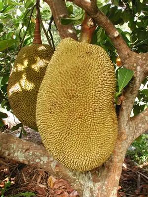 Indian_12_Month_Jackfruit_Plant_(Hybrid,_Pack_Of_1)