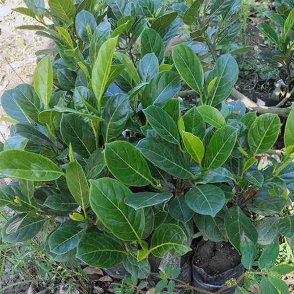 Indian_12_Month_Jackfruit_Plant_(Hybrid,_Pack_Of_1)