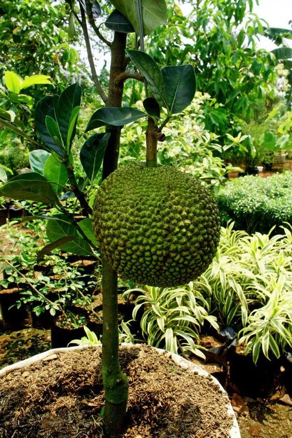 Indian_12_Month_Jackfruit_Plant_(Hybrid,_Pack_Of_1)