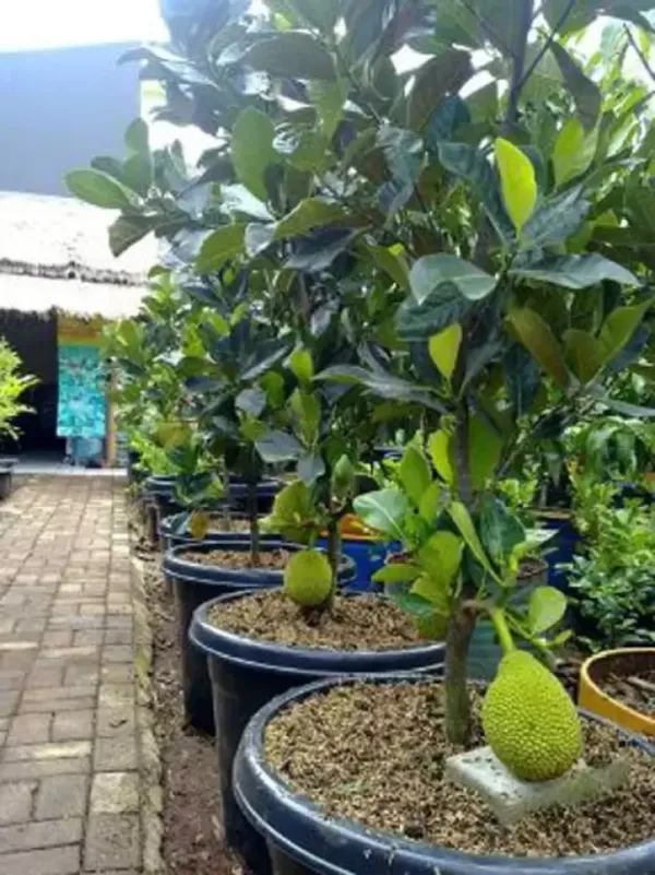 Indian_12_Month_Jackfruit_Plant_(Hybrid,_Pack_Of_1)