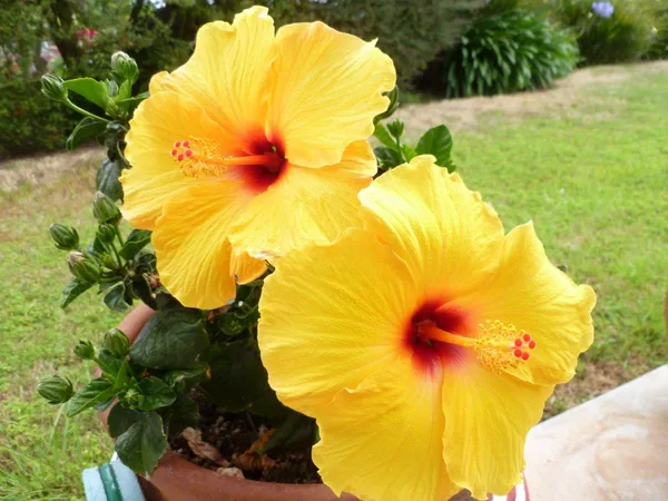 Indian_12_Month_Yellow_Hibiscus_(Grafting)_Flower_Plant_(Pack_Of_1)