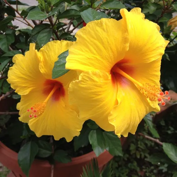 Indian_12_Month_Yellow_Hibiscus_(Grafting)_Flower_Plant_(Pack_Of_1)