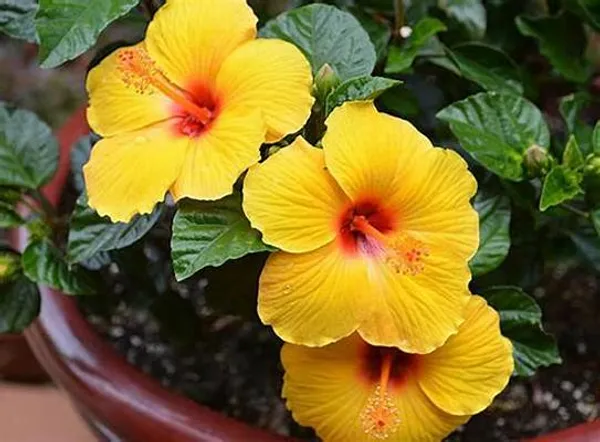 Indian_12_Month_Yellow_Hibiscus_(Grafting)_Flower_Plant_(Pack_Of_1)