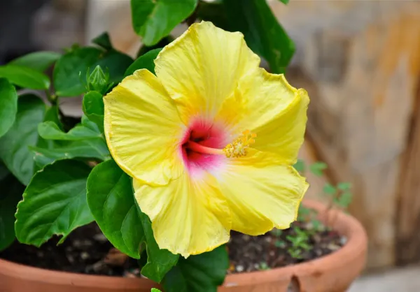Indian_12_Month_Yellow_Hibiscus_(Grafting)_Flower_Plant_(Pack_Of_1)