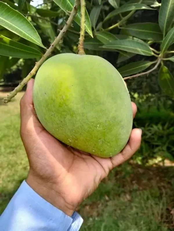 Indian_All_Time_Hybrid_Mango_Fruit_Plant_(Grafted,_Pack_Of_1)