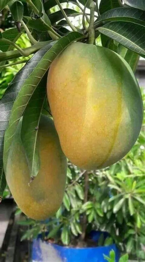 Indian_All_Time_Hybrid_Mango_Fruit_Plant_(Grafted,_Pack_Of_1)