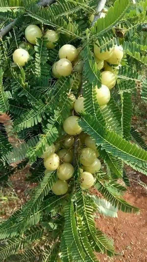 Indian_Amla_Fruit_Plant