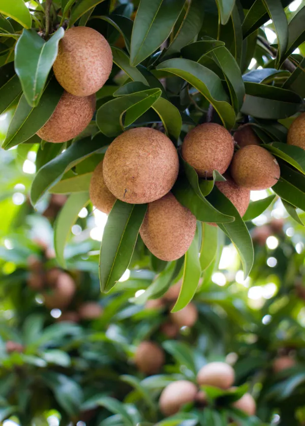 Indian_Chiku_|Sapodilla_Plant