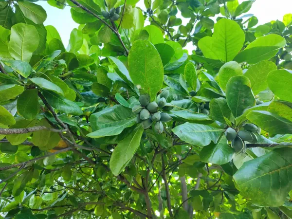 Indian_Hybrid_Almond_Fruit_Plant_(Pack_Of_1)